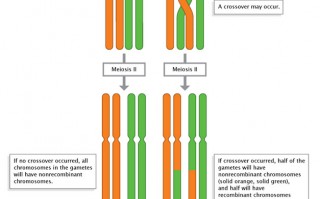 a single crossover event produces half nonrecombinant gametes and half recombinant gametes.